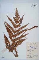 日本狗脊蕨藏品圖，第1張