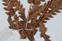 日本狗脊蕨藏品圖，第3張