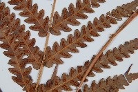 日本狗脊蕨藏品圖，第4張