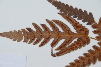 日本狗脊蕨藏品圖，第5張