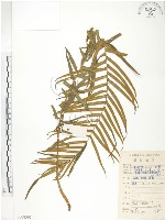 鱗蓋鳳尾蕨藏品圖，第1張