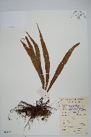 粵瓦葦藏品圖，第1張