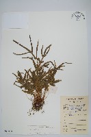 鳳尾蕨藏品圖，第1張