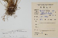 鳳尾蕨藏品圖，第2張