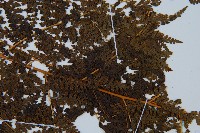 華南鱗蓋蕨藏品圖，第6張