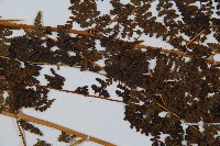 華南鱗蓋蕨藏品圖，第7張