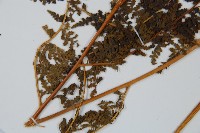 華南鱗蓋蕨藏品圖，第8張