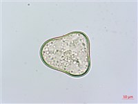 華南鱗蓋蕨藏品圖，第2張