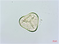 華南鱗蓋蕨藏品圖，第3張