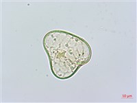 華南鱗蓋蕨藏品圖，第4張