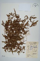 登錄號:P008599藏品圖，第1張