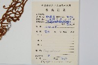 華東瘤足蕨藏品圖，第2張