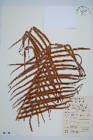 烏毛蕨藏品圖，第1張