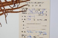 烏毛蕨藏品圖，第2張