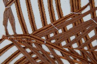 烏毛蕨藏品圖，第4張