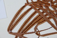 烏毛蕨藏品圖，第5張