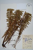 登錄號:P008602藏品圖，第1張