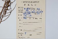 登錄號:P008602藏品圖，第2張