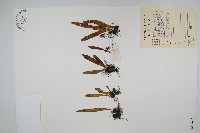 登錄號:P008603藏品圖，第1張