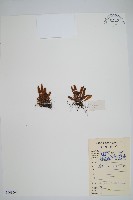 登錄號:P008604藏品圖，第1張