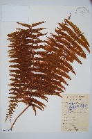 裡白藏品圖，第1張