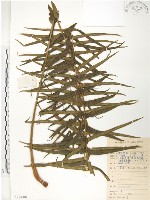 鱗蓋鳳尾蕨藏品圖，第1張