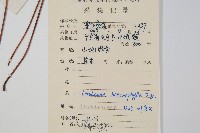 異葉鱗始蕨藏品圖，第2張