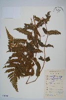 密毛毛蕨藏品圖，第1張