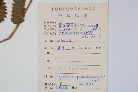 密毛毛蕨藏品圖，第2張