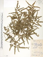 海金沙藏品圖，第1張