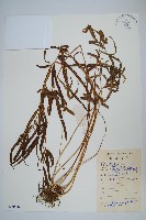 鳳尾蕨藏品圖，第1張