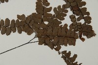 扇葉鐵線蕨藏品圖，第3張