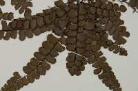 扇葉鐵線蕨藏品圖，第4張