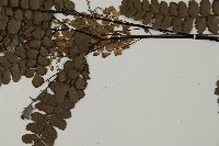 扇葉鐵線蕨藏品圖，第5張