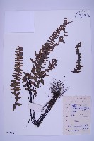 生芽鐵角蕨藏品圖，第1張