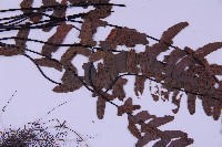 生芽鐵角蕨藏品圖，第4張