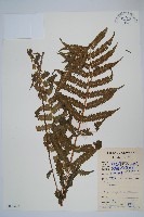 密毛毛蕨藏品圖，第1張