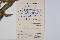 密毛毛蕨藏品圖，第2張