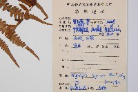 假蹄蓋蕨藏品圖，第2張