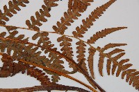 假蹄蓋蕨藏品圖，第3張