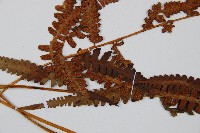 假蹄蓋蕨藏品圖，第4張