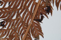 東方狗脊蕨藏品圖，第3張