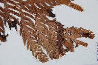 東方狗脊蕨藏品圖，第4張