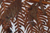 東方狗脊蕨藏品圖，第5張