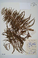 鱗芽裡白藏品圖，第1張