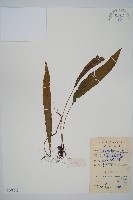 單葉雙蓋蕨藏品圖，第1張