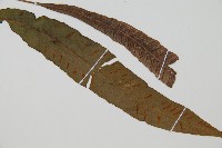 單葉雙蓋蕨藏品圖，第3張