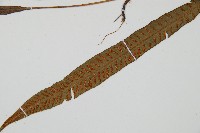 單葉雙蓋蕨藏品圖，第4張