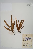 瓦葦藏品圖，第1張