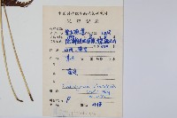 密腺副金星蕨藏品圖，第2張